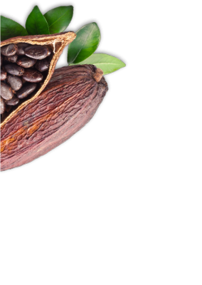 fruits cacaotier