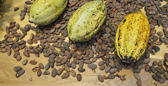 cacao et coque